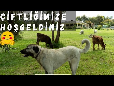 Video: Alman Çoban Köpekleri İçin Tıklayıcı Eğitimi