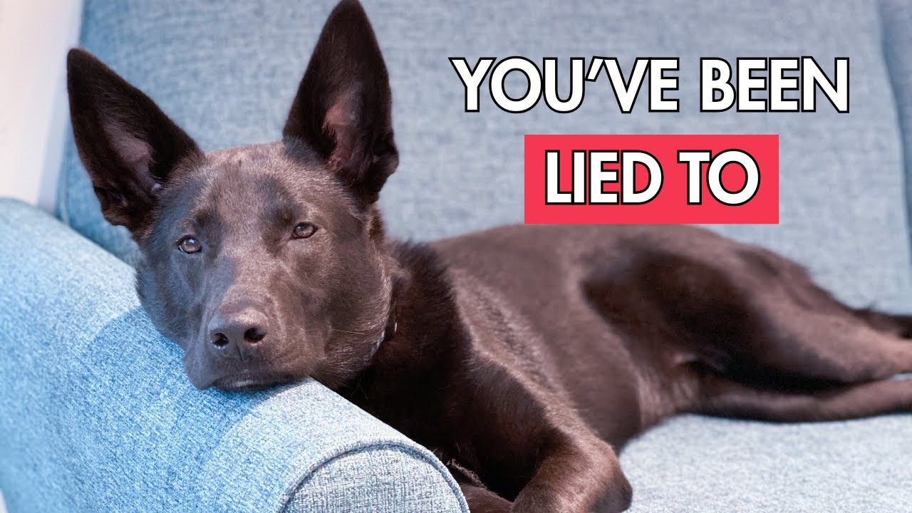 Why anxiety pills and relaxation protocols weaken your dog's resilience