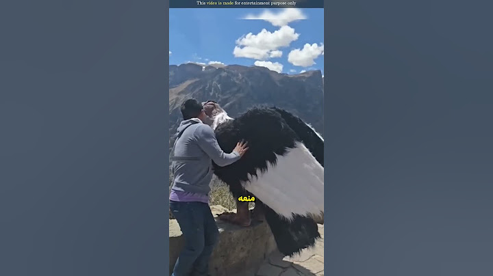 ماذا يحدث مع هذا الرجل أمام أكبر طائر؟ 🦅🤔