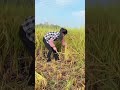 The Miao's Ancient Secret: Sow One, Harvest Ten Thousand