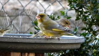 ptaki za oknem. (czyż, dzwoniec, gil, modraszka.) (siskin, greenfinch, bullfinch, blue tit.)