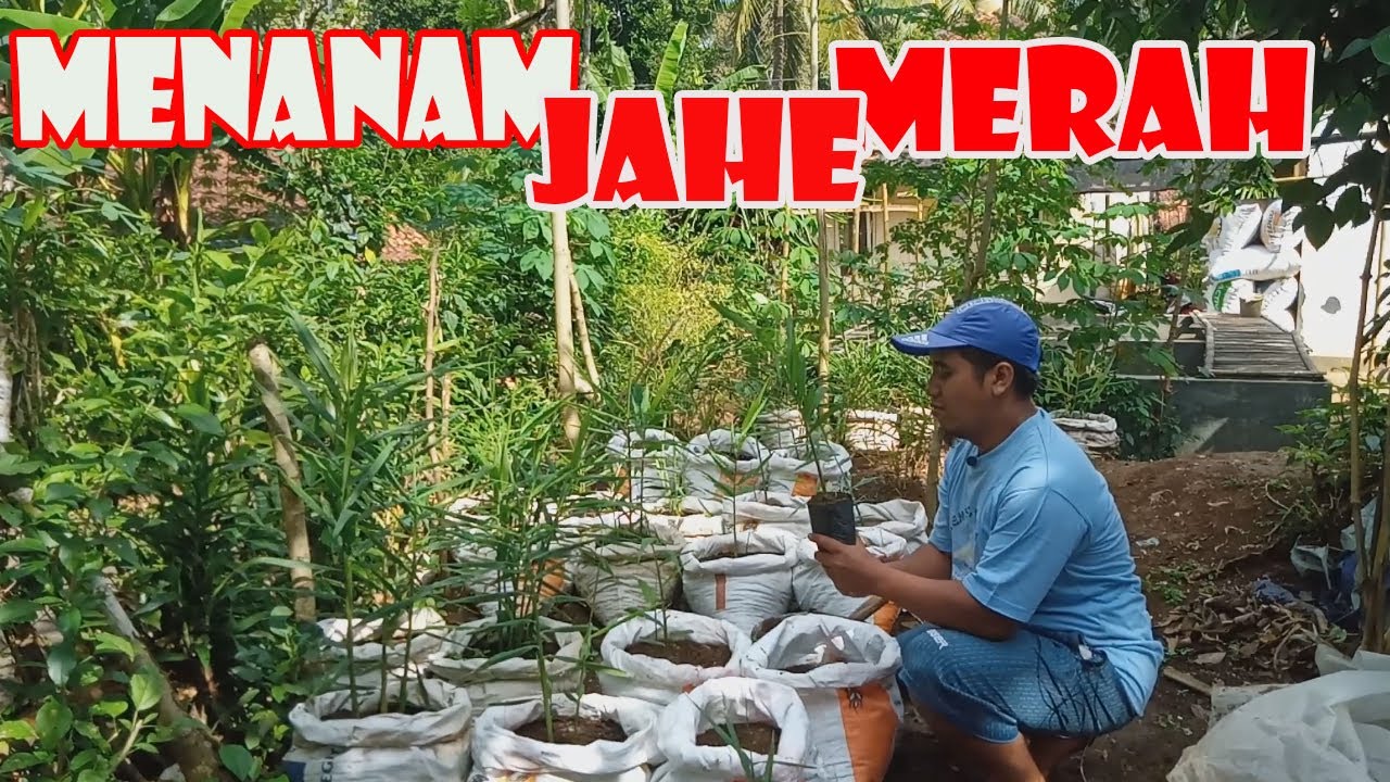 Cara Mudah Menanam Jahe Merah Menggunakan Karung Bekas 