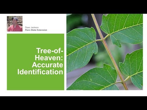 Tree-of-Heaven: Accurate Identification