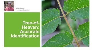 Tree-of-Heaven: Accurate Identification