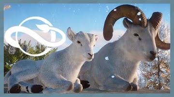 Planet Zoo Dall Sheep showcase analysis and discussion!
