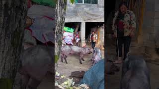 A great partnership between Pig Action 41