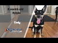 AUSTRALIAN KELPIE / DOG TRAINING の動画、YouTube動画。