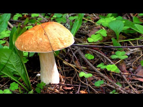 NOBLE MUSHROOMS QUIET HUNTING AS I ALMOST CONFUSED ABOUT WHITE WITH THIS WHITE FUNGUS! DIFFERENCES