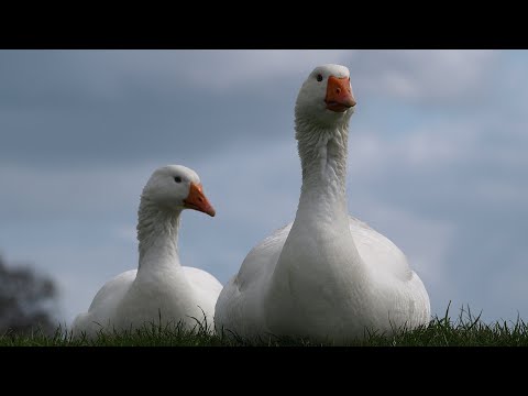 Video: ¿Qué significa ganso silvestre?