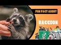 Raccoons: Curious Bandits of the Night