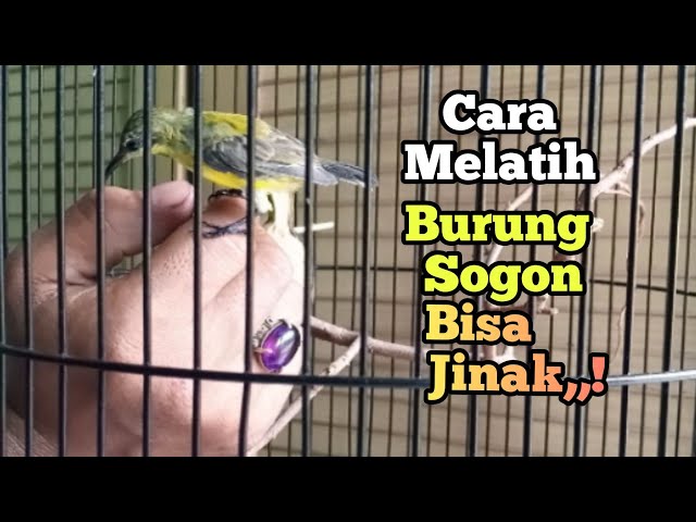 Cara Ampuh,,! Melatih burung Sogon bisa jinak dengan cepat class=