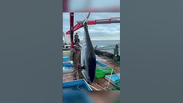 Lý Do Cá Tề Bị Ướp Muối Và Hun Khói #short