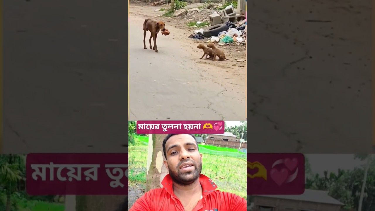 মায়ের দেহ কঙ্কালসার তবুও সন্তানের জন্য খাবার সংগ্রহ করে👏 #maa #salute #mom #kinds #foryou #dog #wow