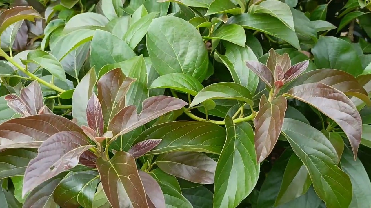 Batang Tanaman Alpukat Cepat Besar Setelah Dirawat..