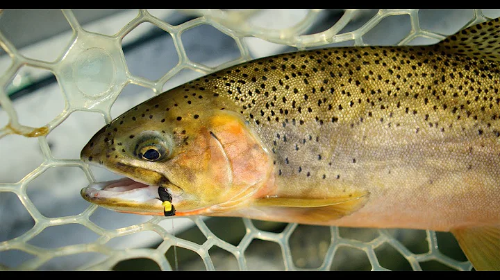 Fishing BC Presents: Elk River Dry Fly with Kootenay Fly Shop