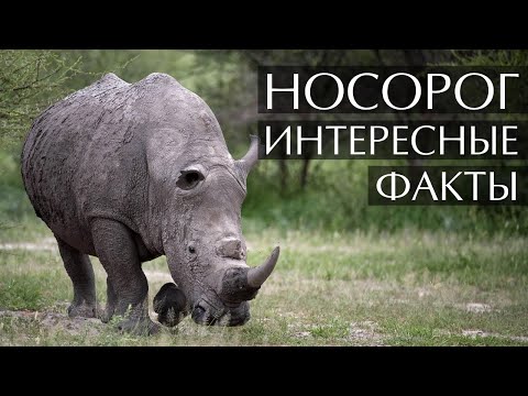 Видео: Сколько лет живут носороги?
