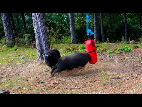 what-happens-when-you-leave-a-boxing-bag-in-the-forest