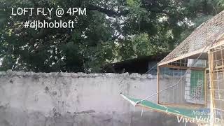 LOFT FLY @ 4PM after feeding, #teamUFPRC, #MMFC, #NHPC, #TFC, #NFC, #BFRC, #UBFRC #pigeontips#soon