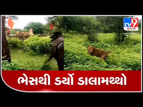 Lion resting near Junagadh temple runs away after seeing buffalo, video goes viral | TV9News