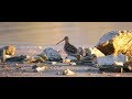 les oiseaux du lac  (kerkini's lake Greece)