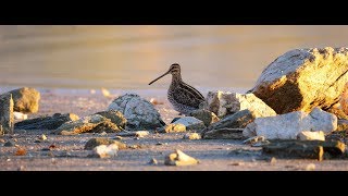 les oiseaux du lac (kerkini's lake Greece)