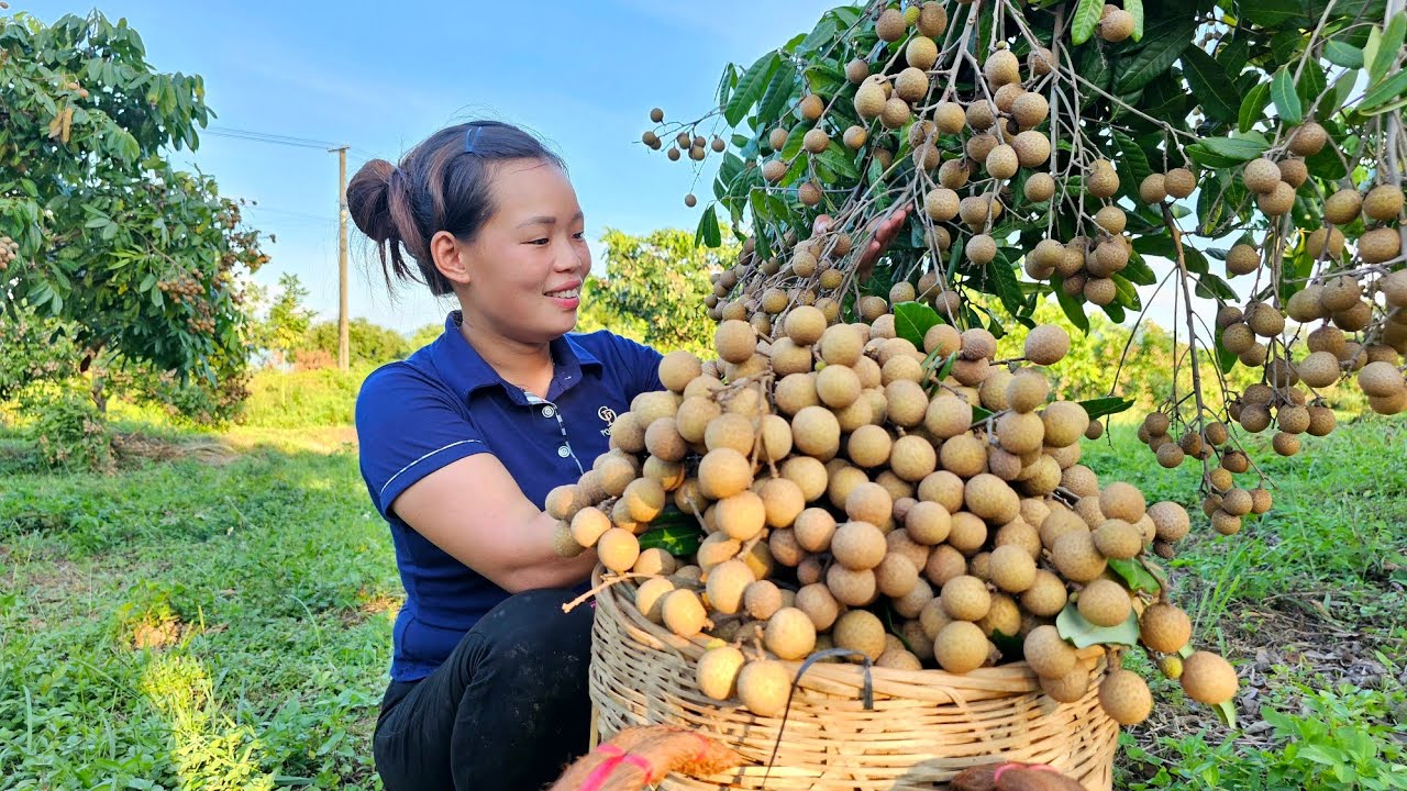 Harvest Longan Orchards Bring to the market to sell - Cook Food for Pets | Trieu Mai Huong