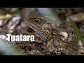 Wild New Zealand: Tuatara
