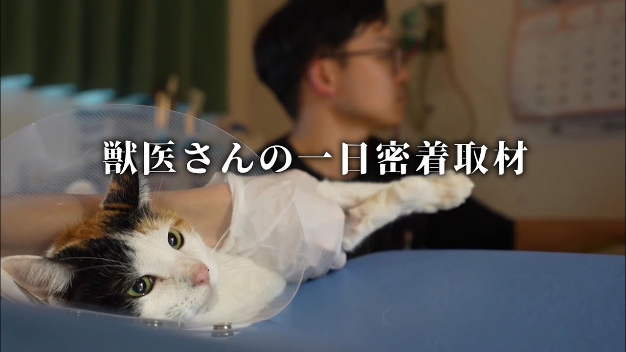 小さな命を守る—獣医のリアルな一日に密着