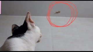 Cat : mom please gimme the Lizard😼 by cute cat Bunny and Tofu♡︎ 300 views 2 years ago 1 minute, 51 seconds