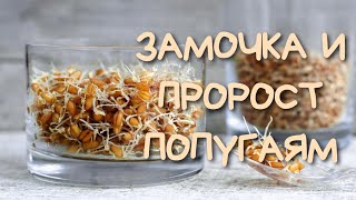 ПРОРОСТ и ЗАМОЧКА попугаю/Процесс приготовления замоченного и пророщенного зерна #попугай #зерно