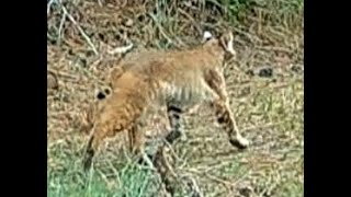 Bobcat Wildcat Hills Nebraska 5 29 24 659Pm