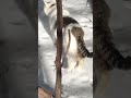 CATS☀️🐈КОТИКИ ВЫШЛИ НА ПРОГУЛКУ#cats#animals#funnypets#коты #котомания #животные#питомцы#котики#