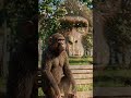 Crush Moment(Viral Monkey) Ep:-17 #ai #monkey #ep17