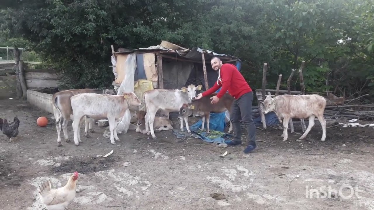 Sinop durağan Sarıyar köyü 