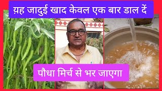 मिर्च के पौधे में ज्यादा मिर्च कैसे लें, मिर्च में कौन सा खाद डालें, Best Organic Fertilizer by Grandpa Garden 1,585 views 1 month ago 8 minutes, 47 seconds