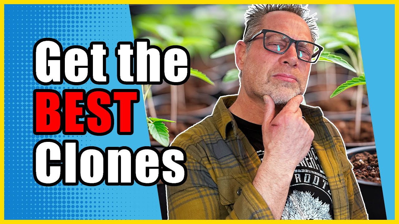 Cannabis Cloning Tips to Keep Your Prize Strains Strong and Healthy