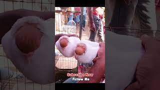 Kobutor hat || Helmet Price pigeon market price pigeonlover viral shorts