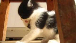 Ska-P - El Gato Lopez