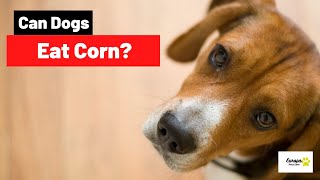 Can Dogs Eat Corn? All You Should Know