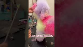 Pretty Cotton Candy Style In 30 Minutes With Opawz Pet Color Shampoo