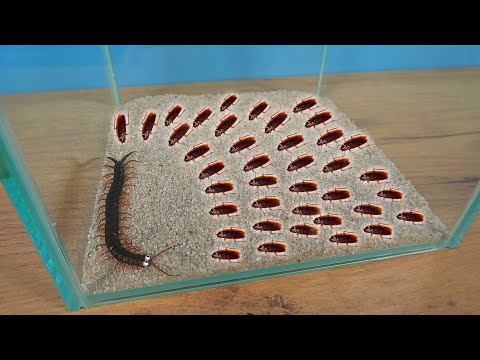 Видео: Что если голодная Сколопендра увидит сразу 1000 тараканов?