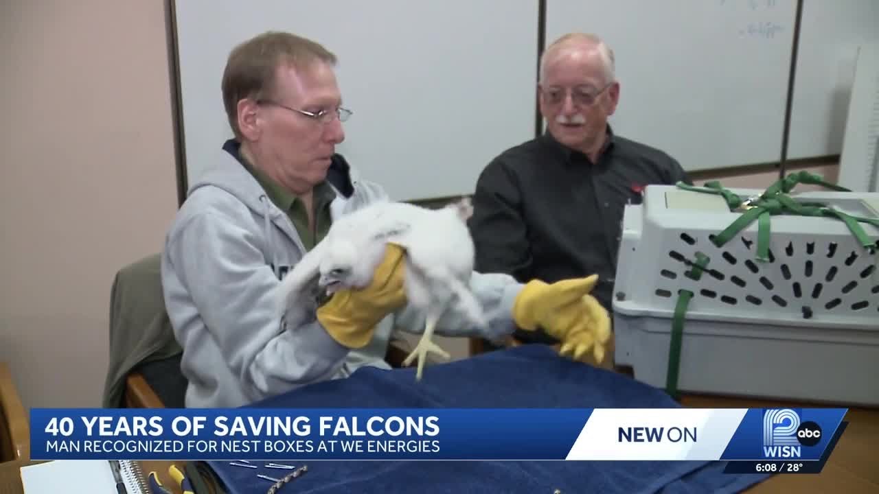 Peregrine falcons thrive in Wisconsin thanks one man's brilliant idea 40 years ago