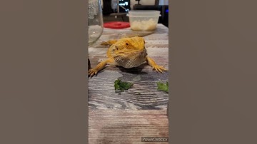 eat. your. vegetables! 😤#shorts #beardeddragon #lizard #beardie #reptile #pagona #CHONK