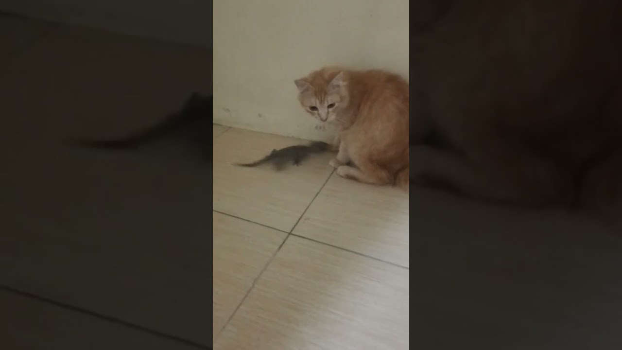 kucing main sama cicak besar 