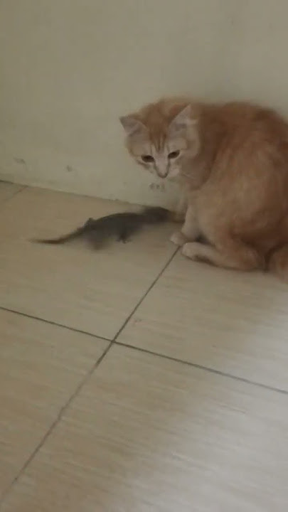 kucing main sama cicak besar #cicakcicakdidinding