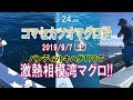 【コマセ】相模湾激熱マグロ!! バンディットキハダ170使ってみました（2019/09/07）五エム丸