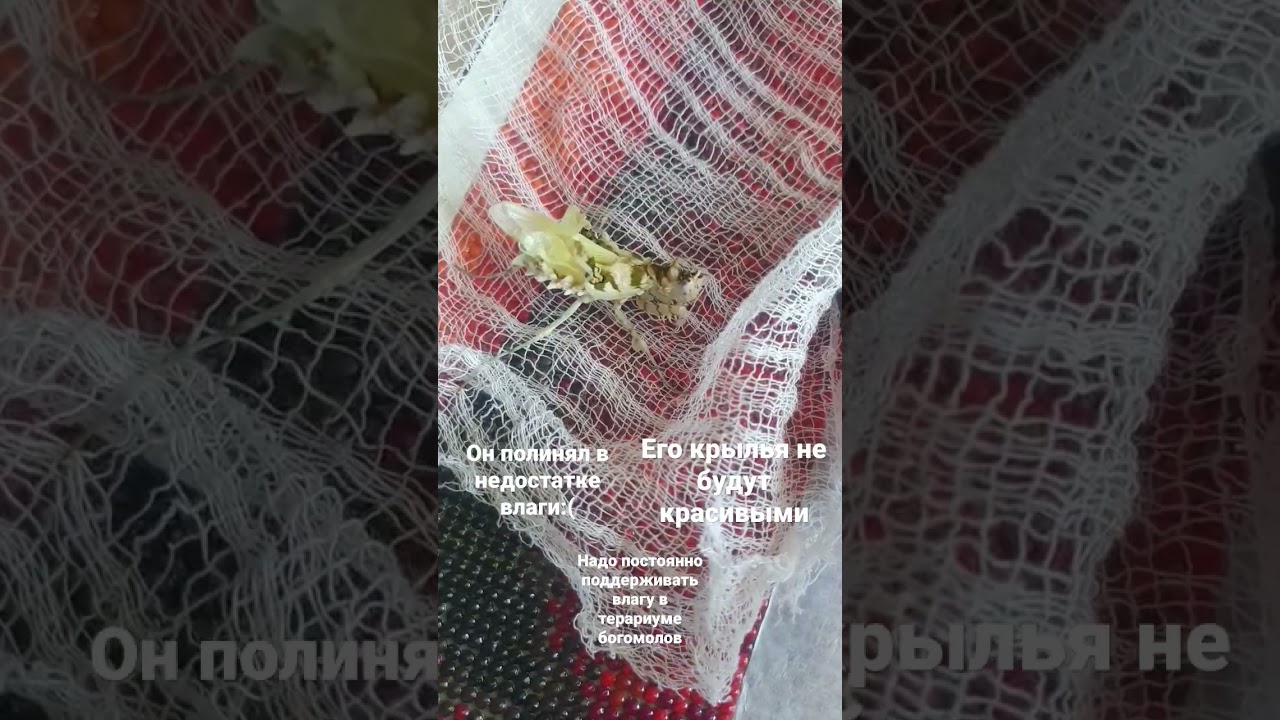 цветочный шипастый богомол