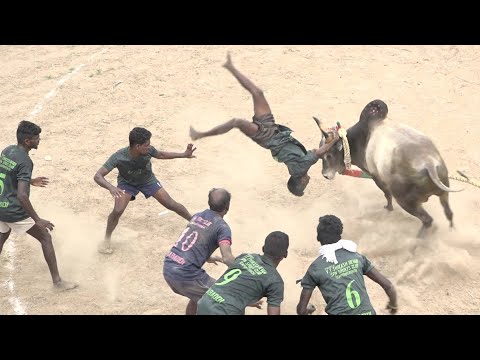 Periyailai Vadamadu Manjuvirattu 2022 Videos | பெரியஇலை வடமாடு மஞ்சுவிரட்டு 2022 Videos