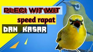 Masteran pleci wit wit tembakan rapat || white-eye bird sound