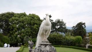 White Peacock mating call in Isola Bella Italy